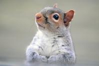 Image animal