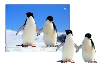 Pingouins 1